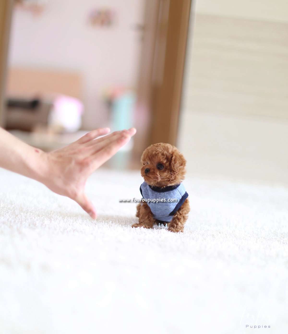 Pooh - Poodle M.