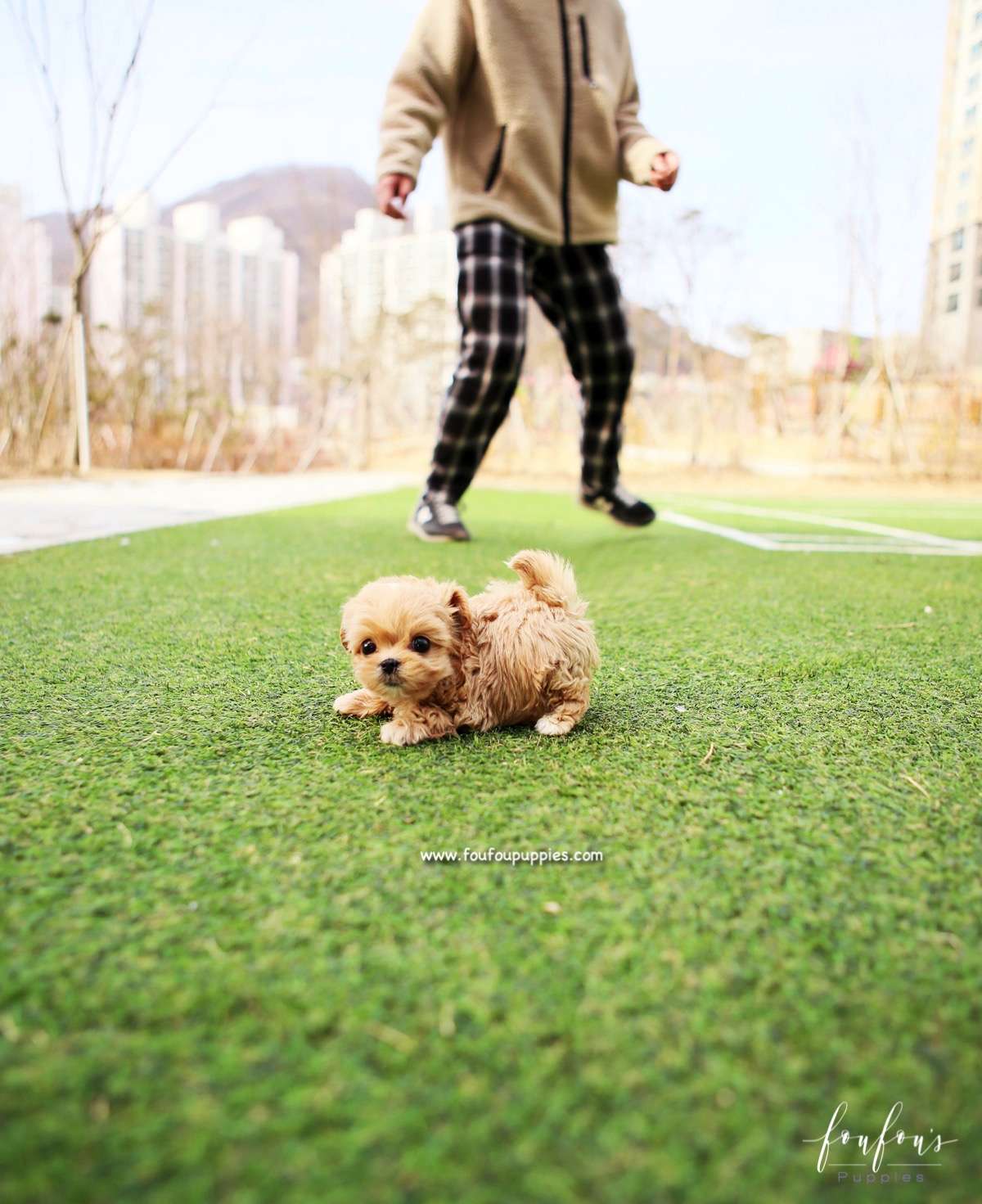 Nelly - Maltipoo F.