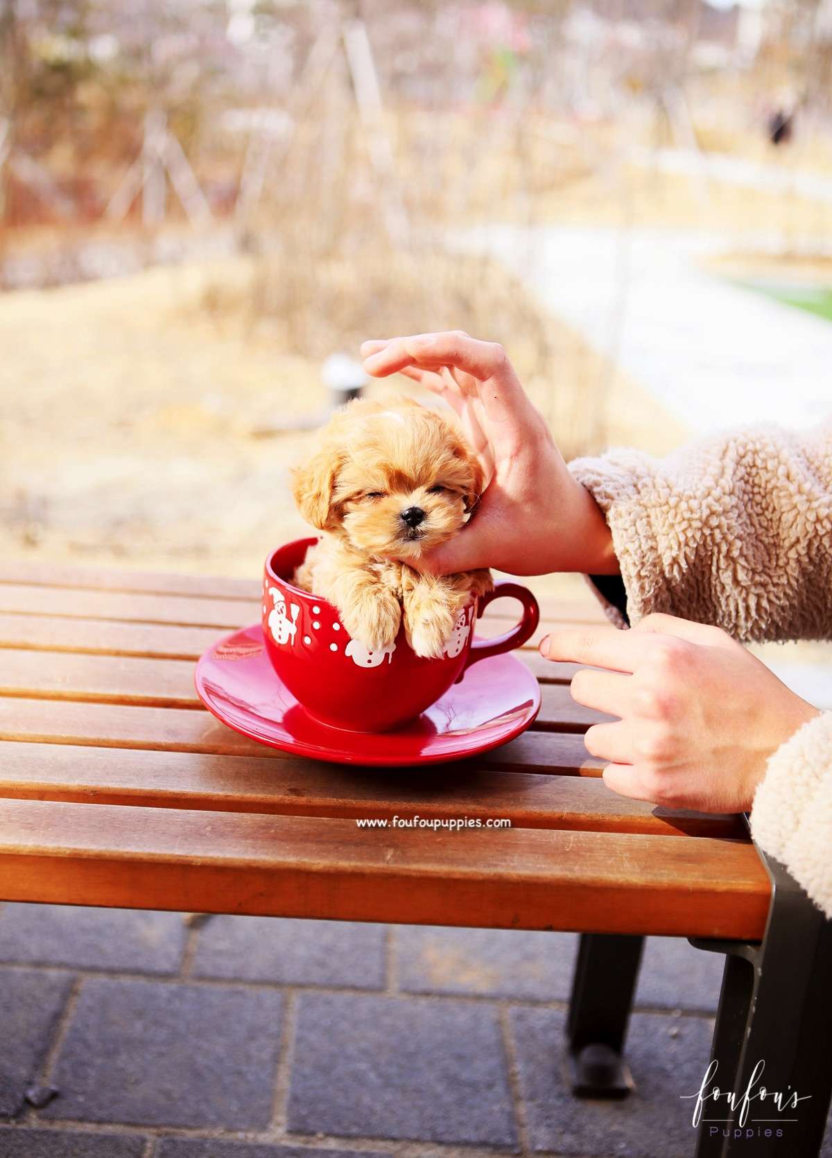 Nelly - Maltipoo F.