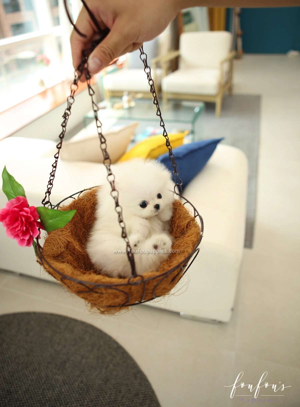Nemo - Pomeranian M.