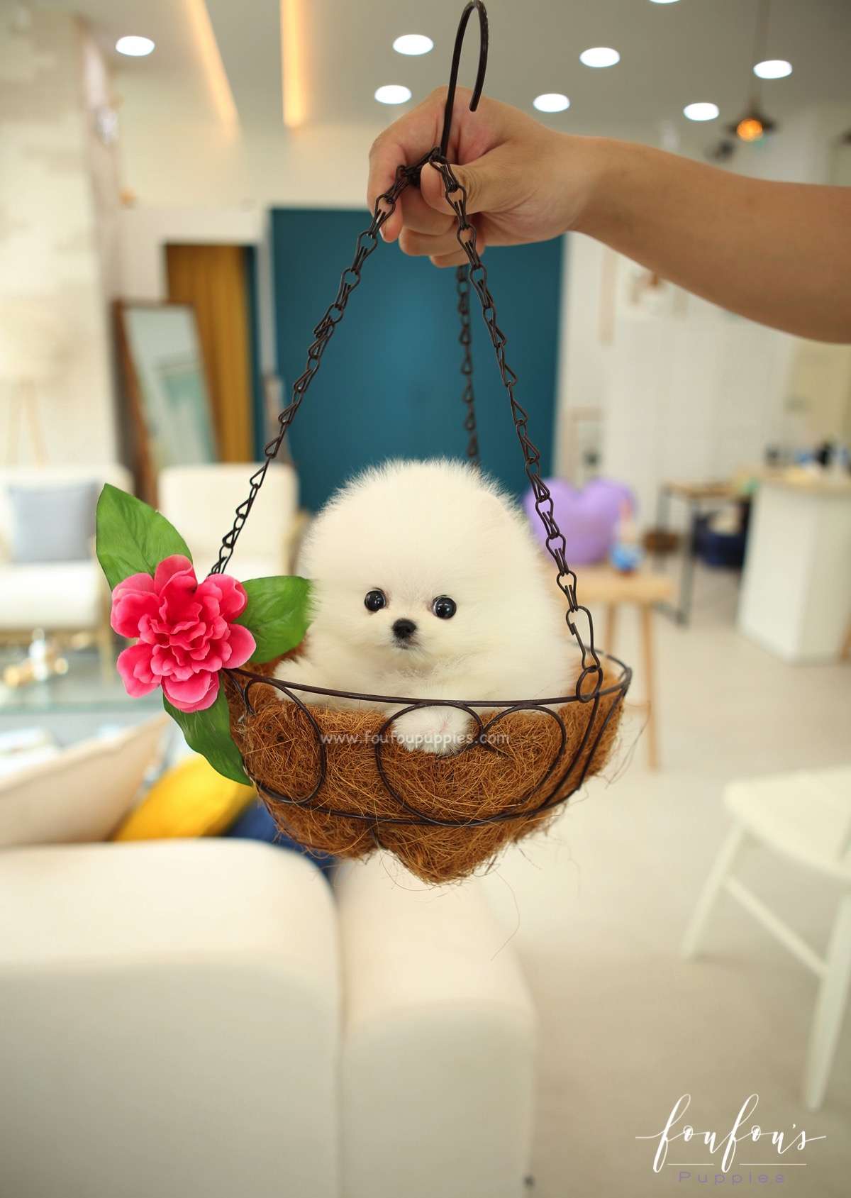 Nemo - Pomeranian M.