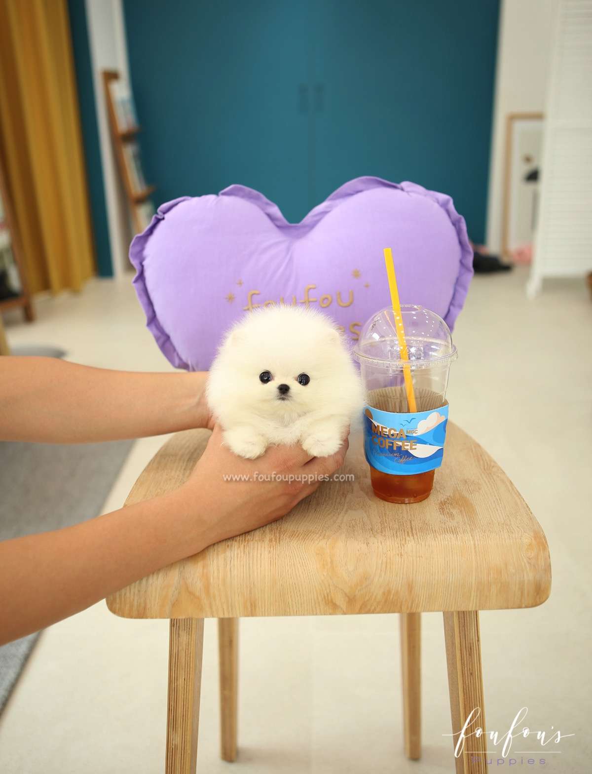 Nemo - Pomeranian M.