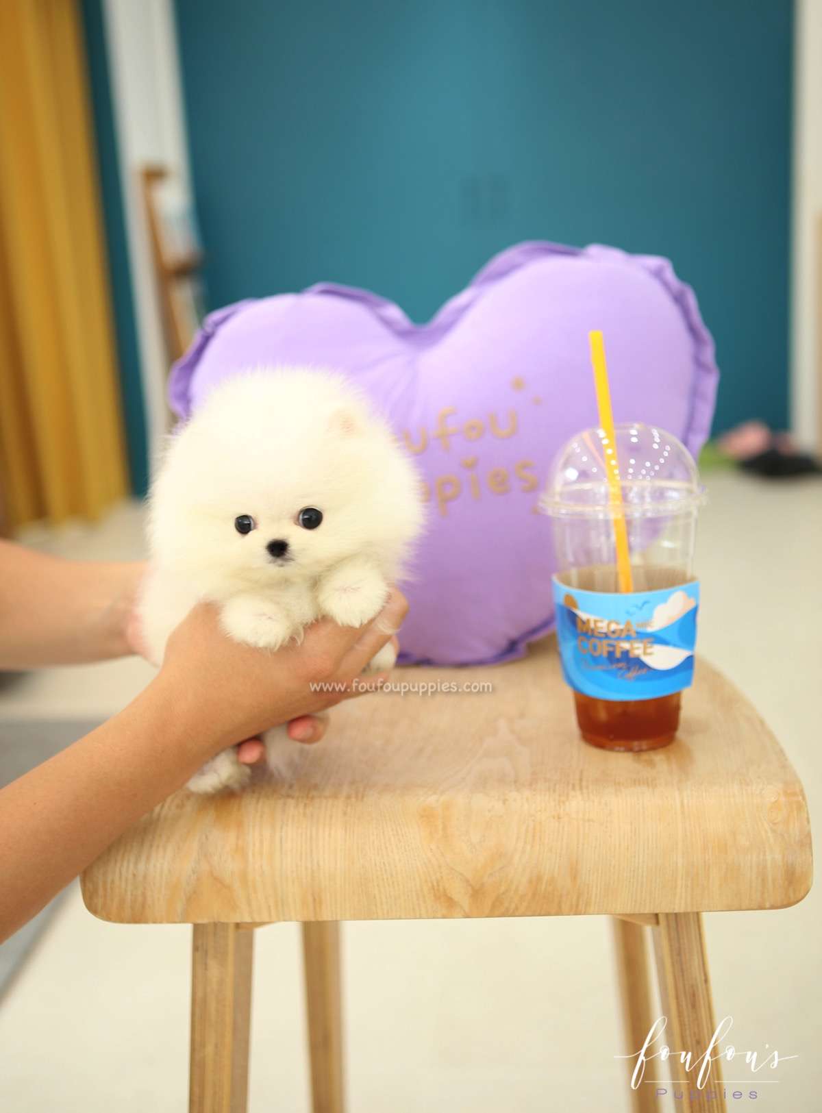 Nemo - Pomeranian M.