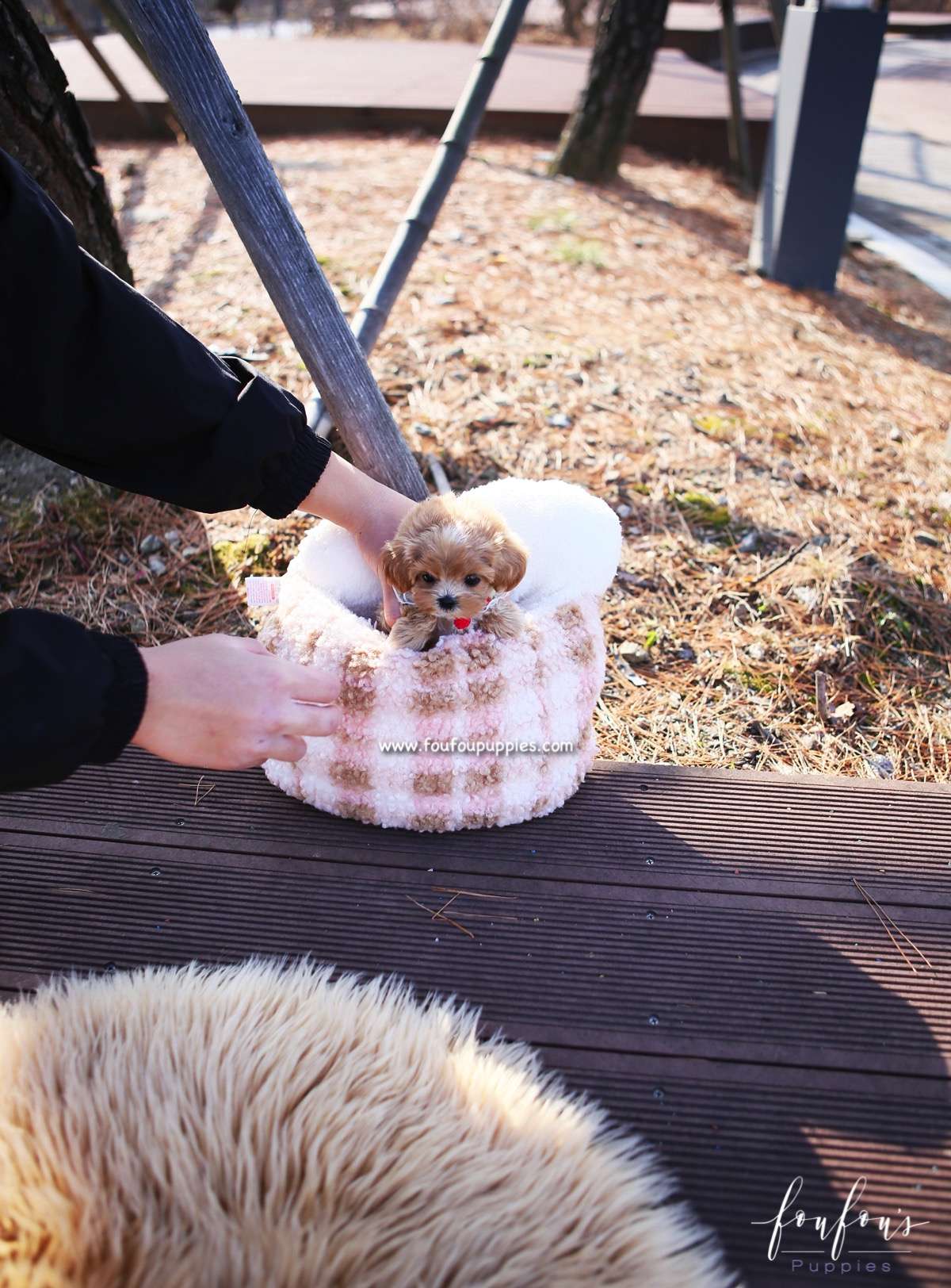 Lucille - Maltipoo F.