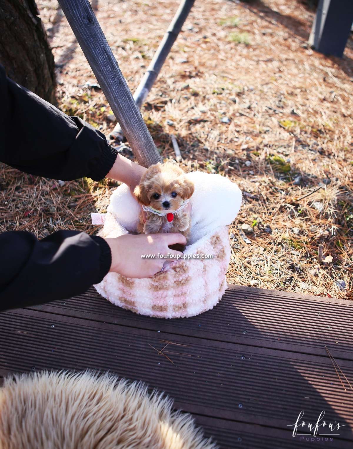 Lucille - Maltipoo F.