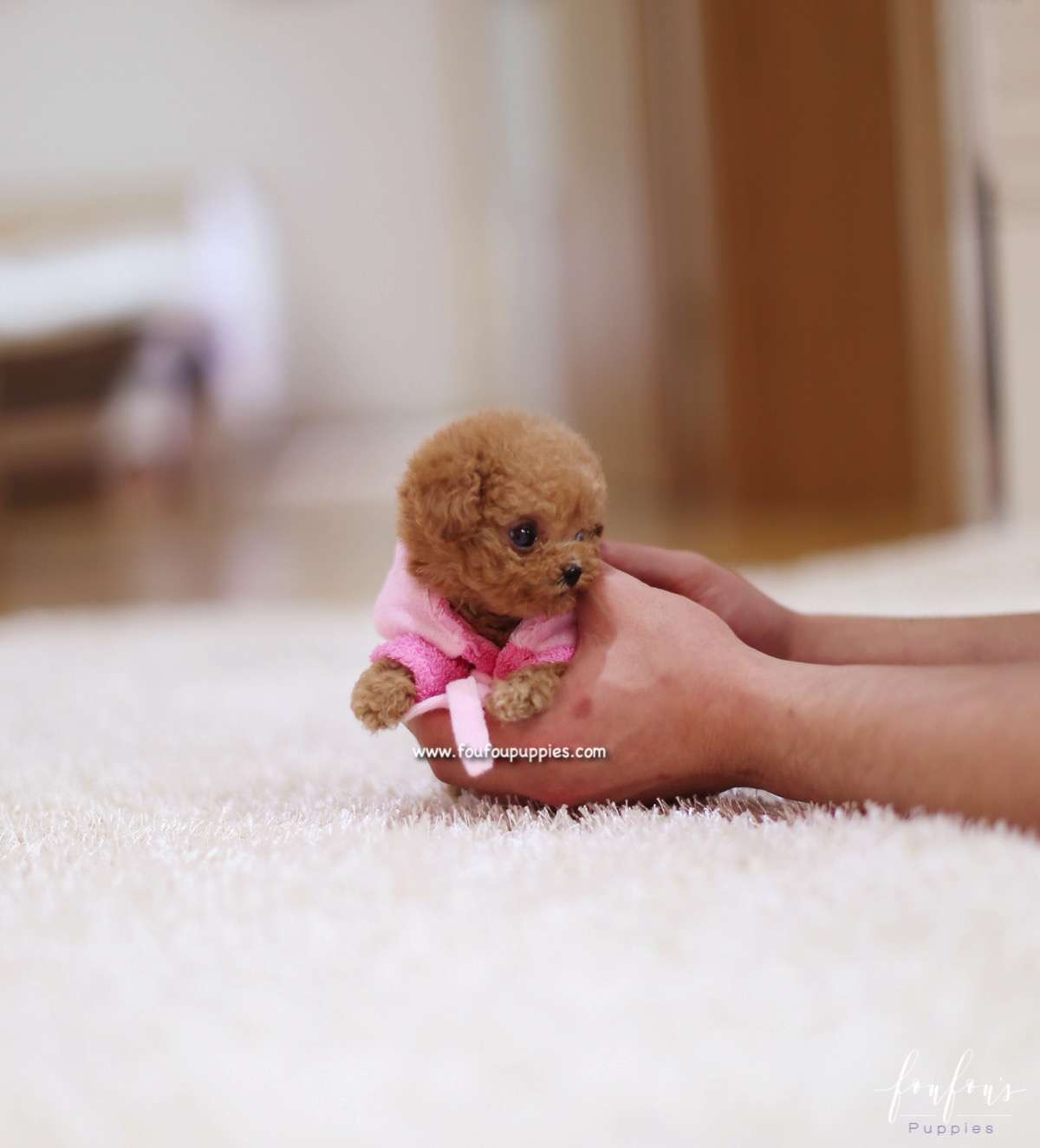 Pixie - Poodle F.