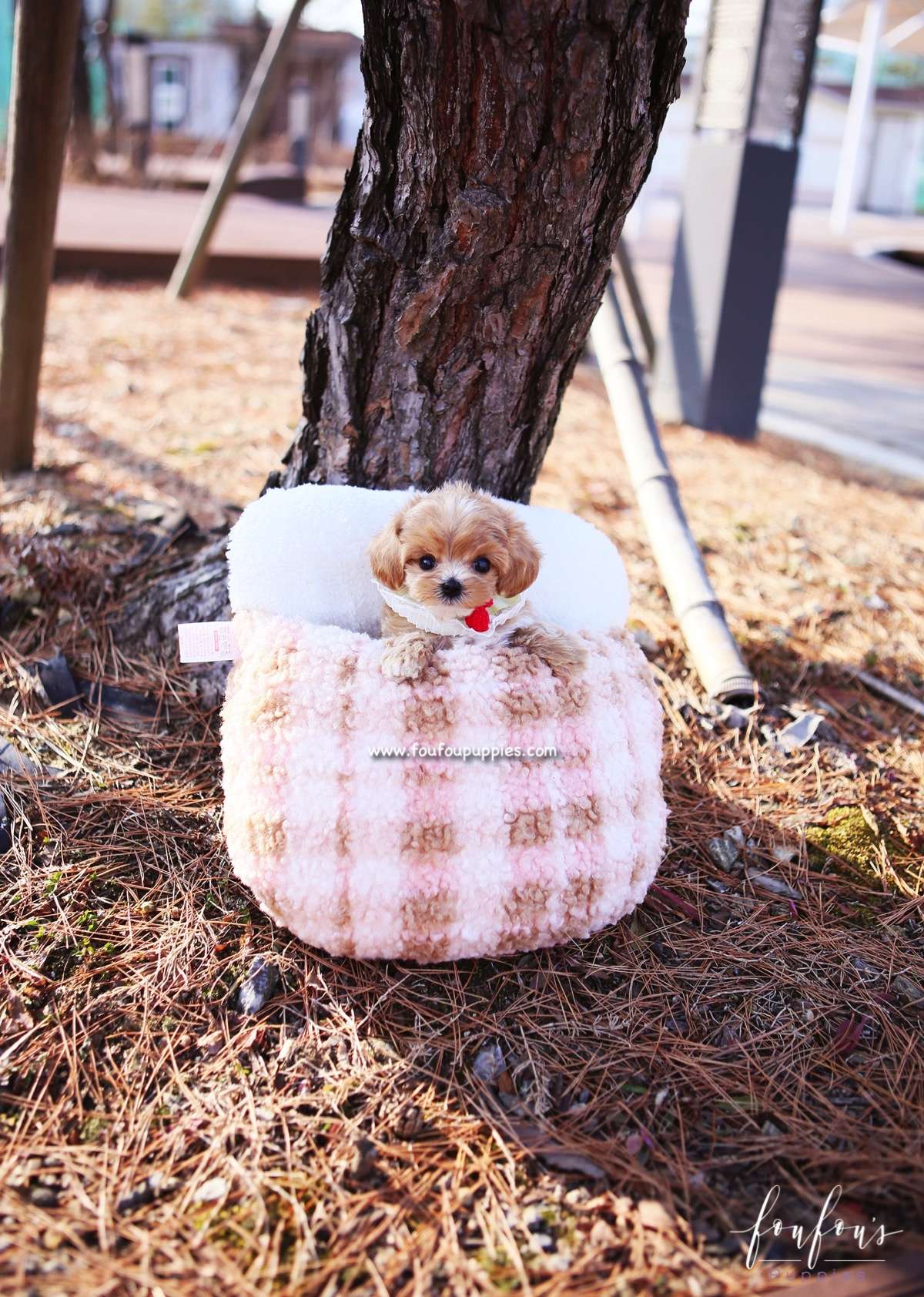 Lucille - Maltipoo F.