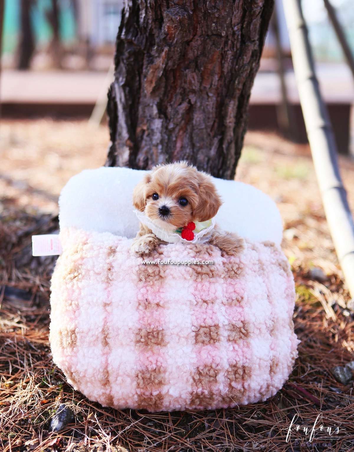 Lucille - Maltipoo F.