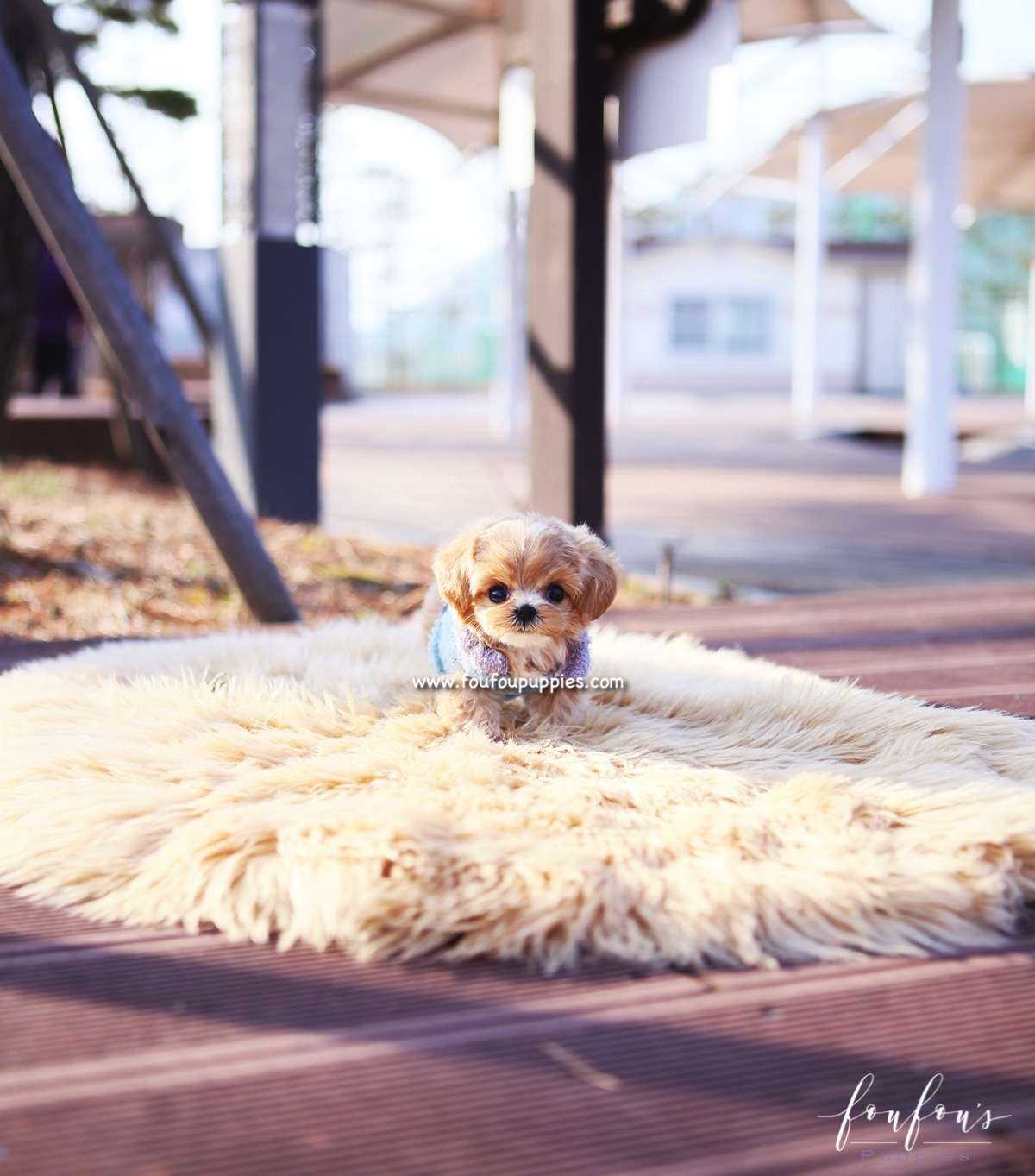 Lucille - Maltipoo F.