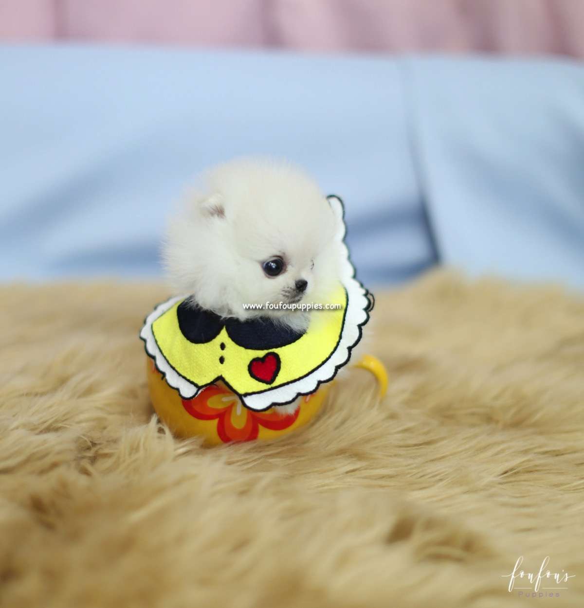 Bebe - Pomeranian F.