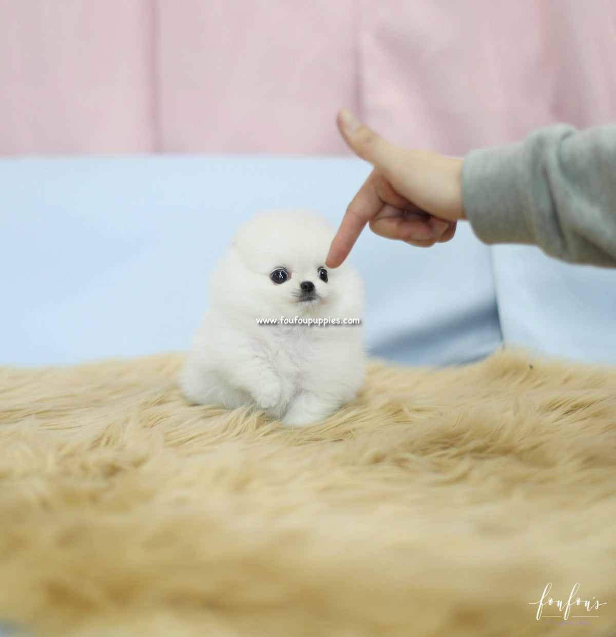 Bebe - Pomeranian F.