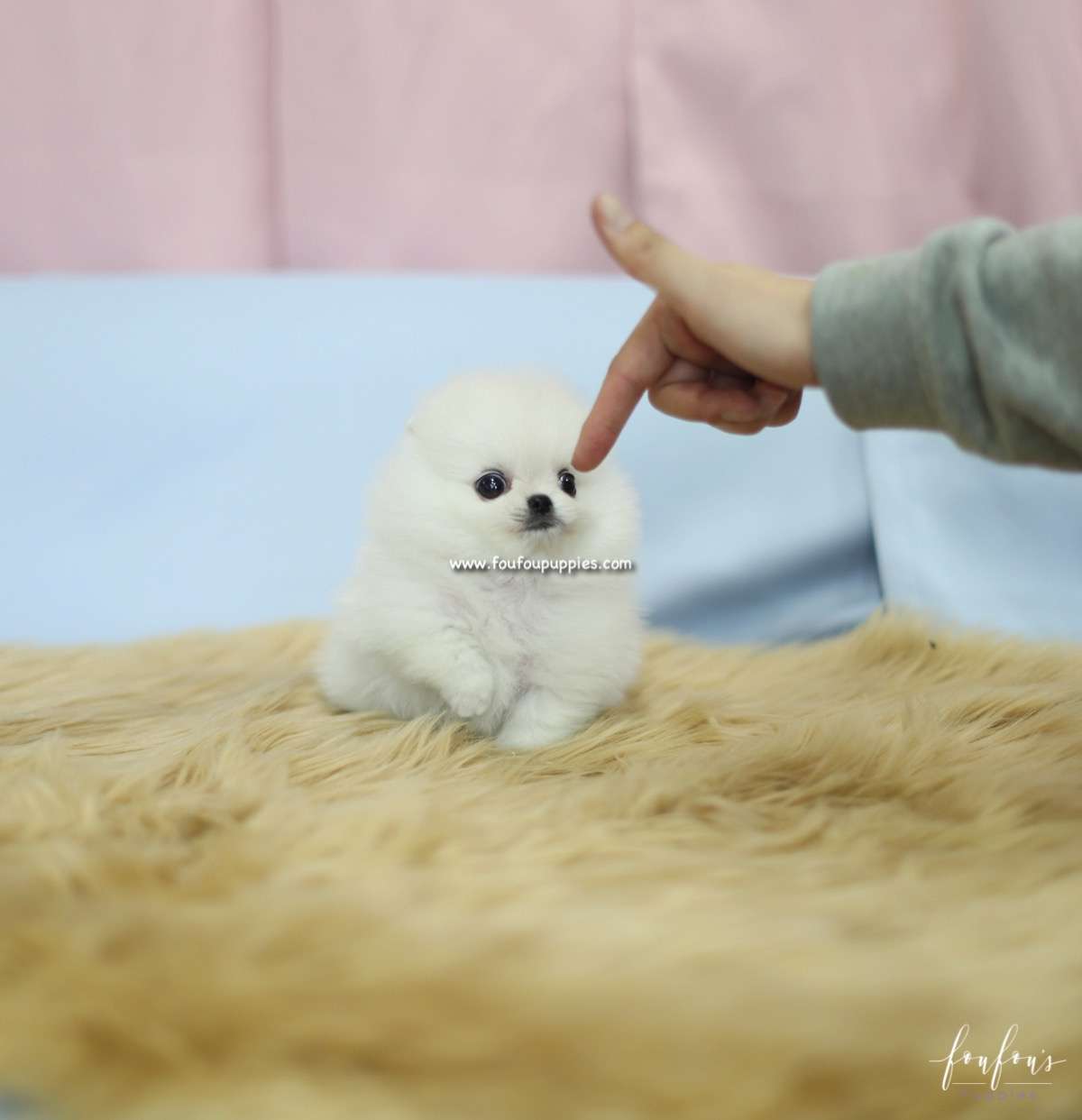 Bebe - Pomeranian F.