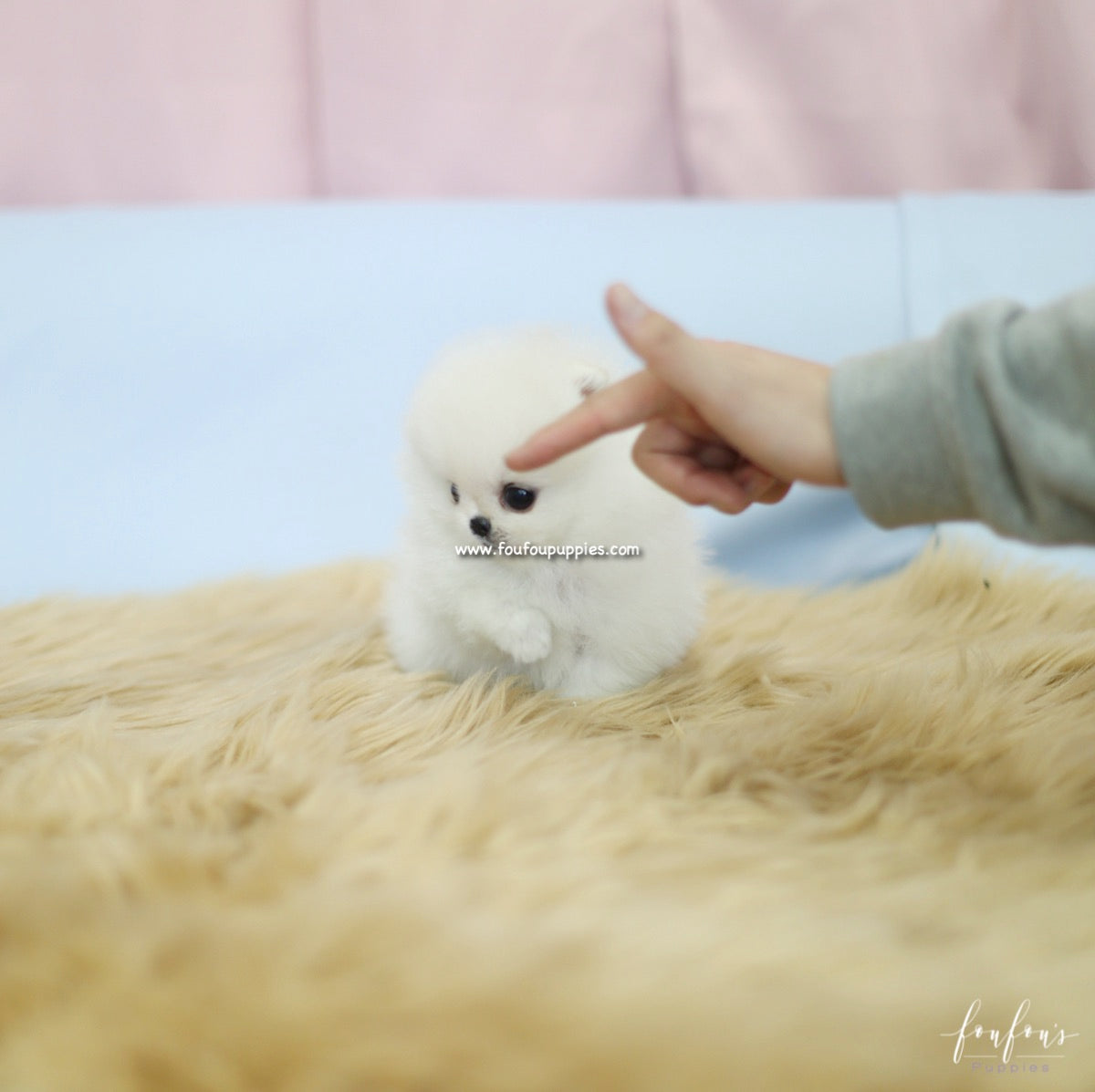 Bebe - Pomeranian F.