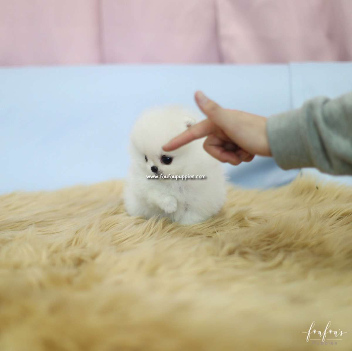 Bebe - Pomeranian F.