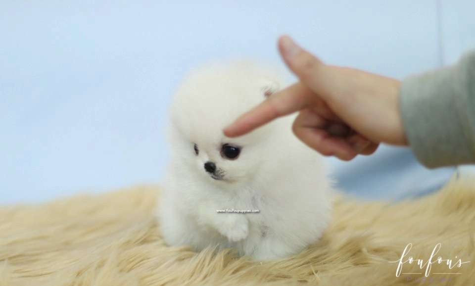 Bebe - Pomeranian F.