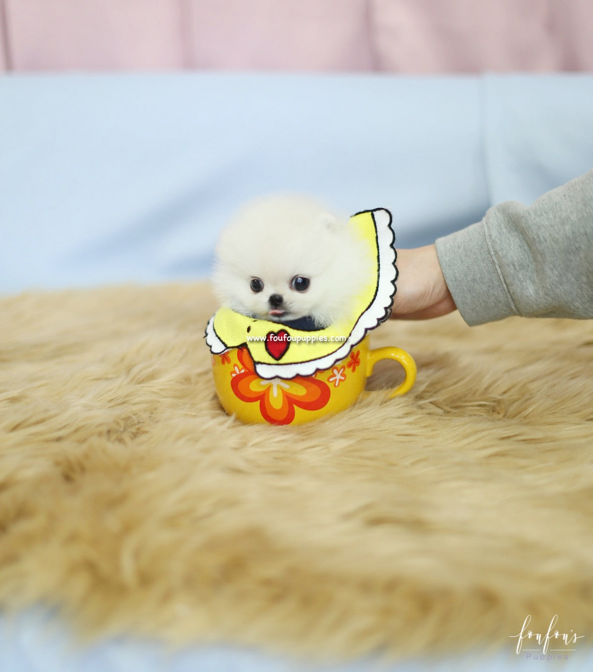 Bebe - Pomeranian F.