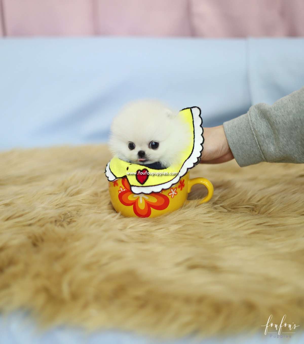 Bebe - Pomeranian F.