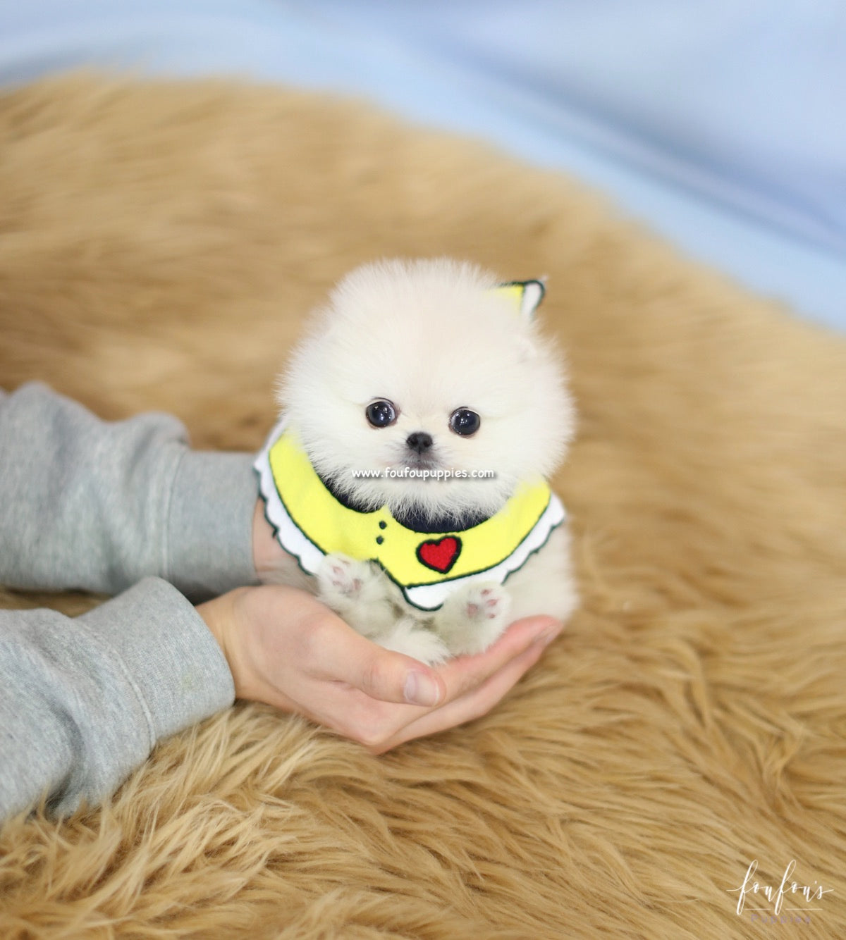 Bebe - Pomeranian F.