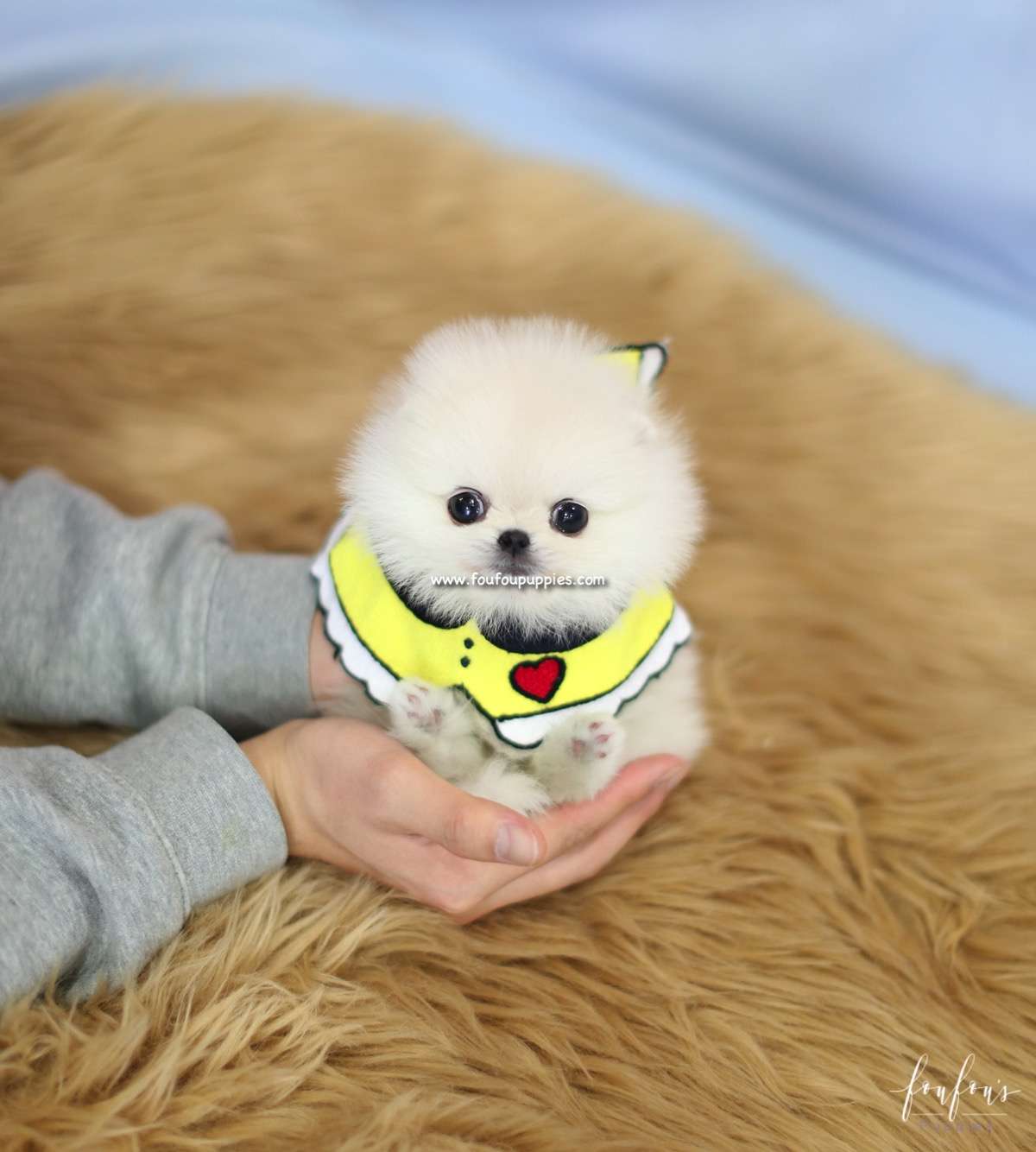 Bebe - Pomeranian F.