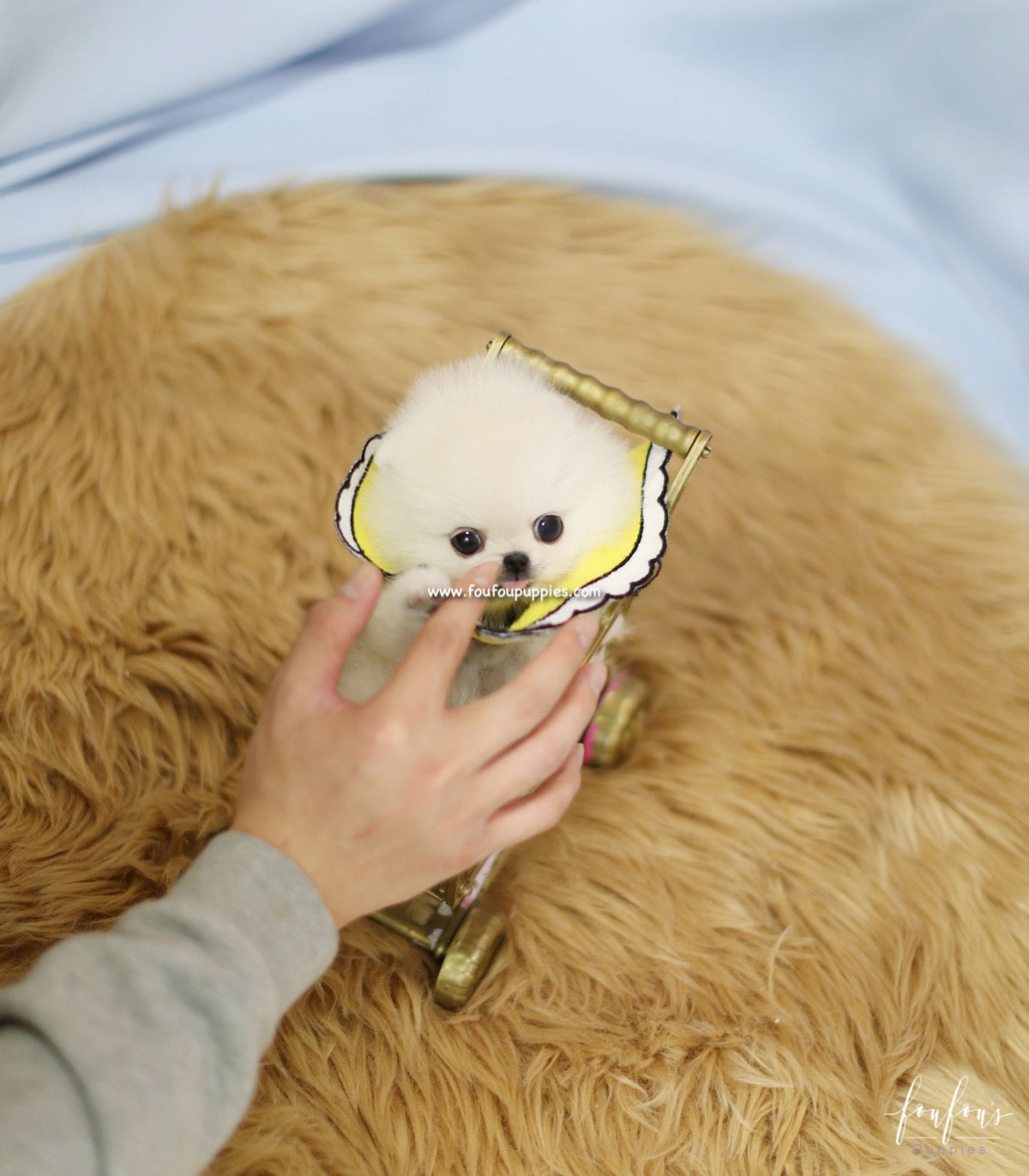 Bebe - Pomeranian F.
