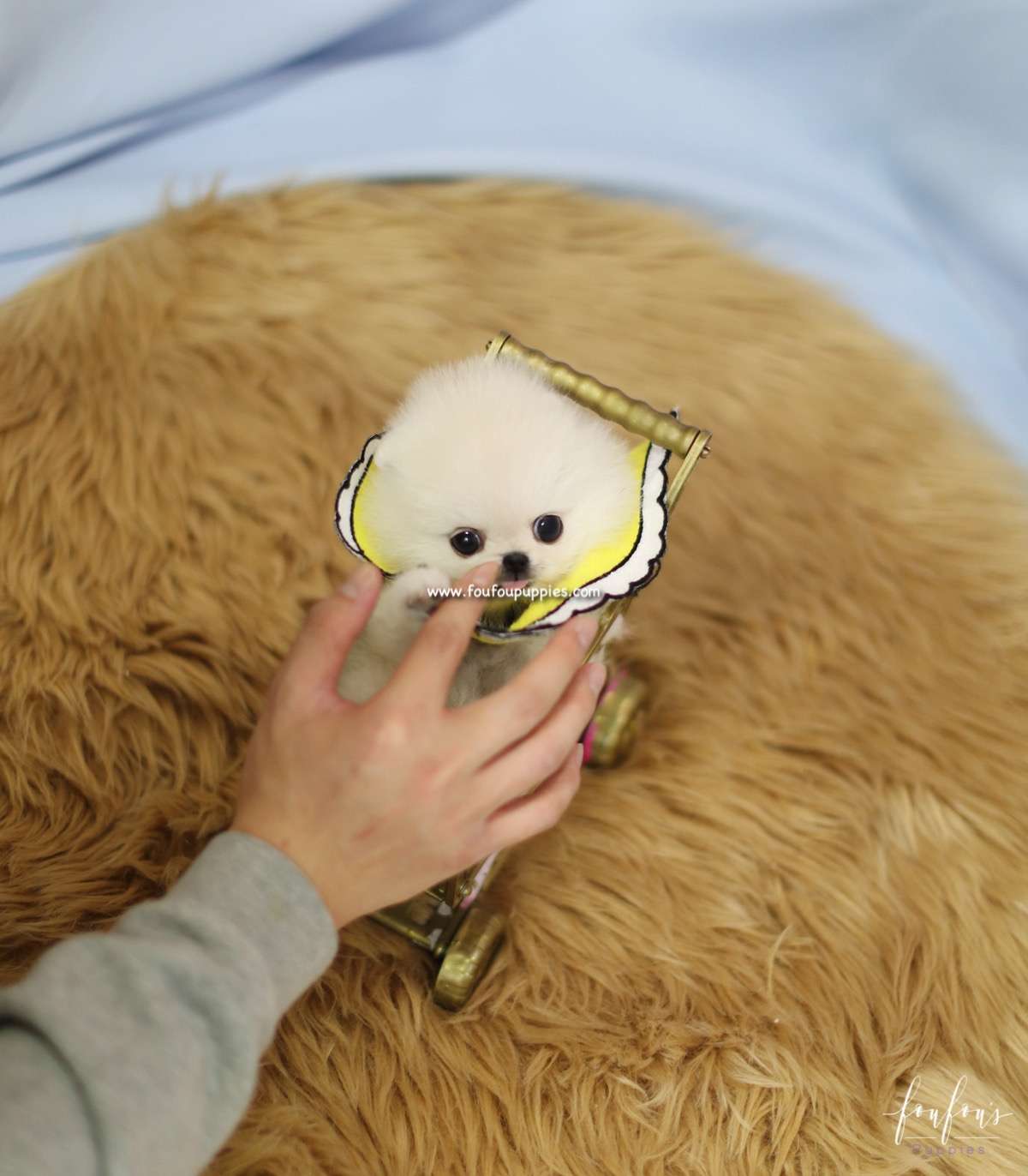 Bebe - Pomeranian F.