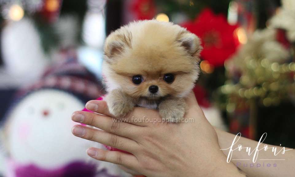 Keiko Bear - Pomeranian M. (Sold)