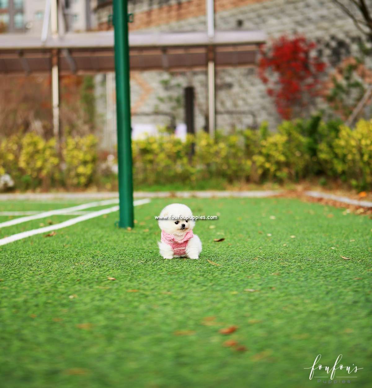 Noelle - Pomeranian F.