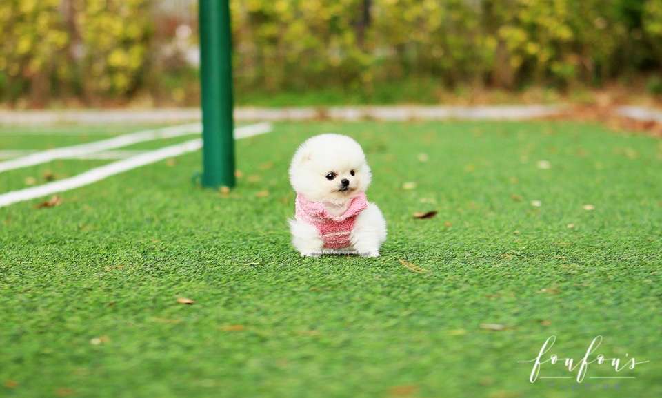 Noelle - Pomeranian F.