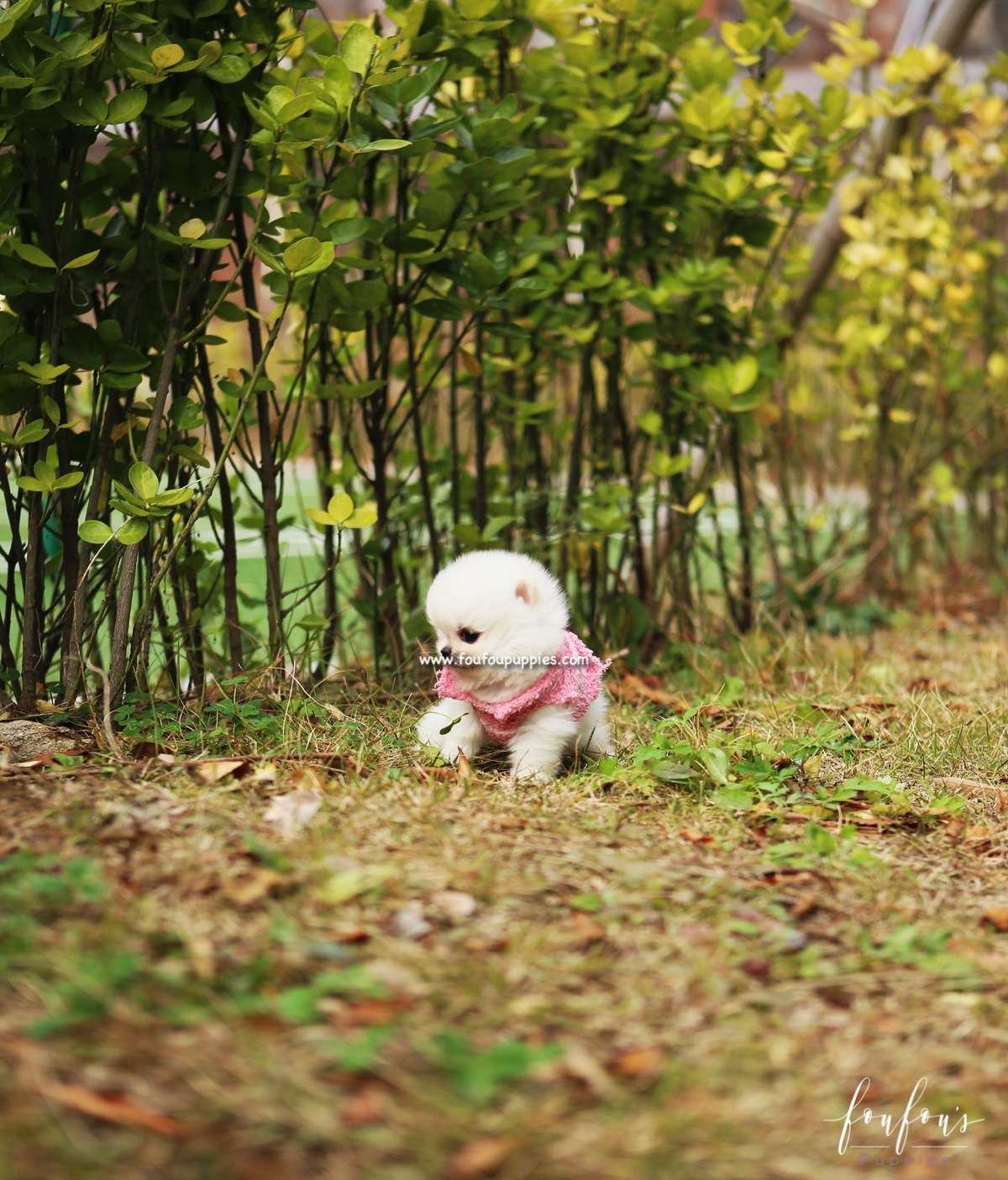 Noelle - Pomeranian F.