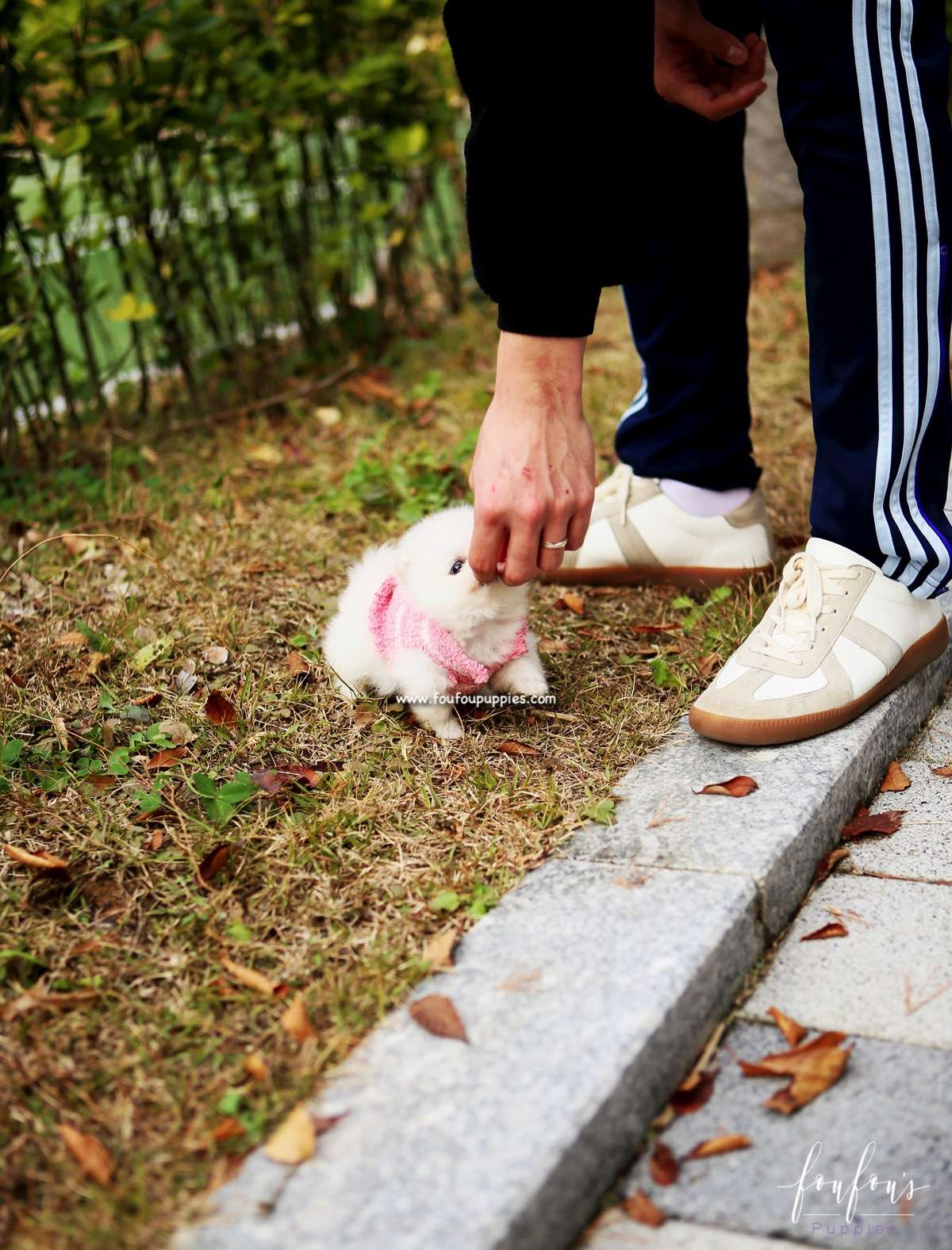 Noelle - Pomeranian F.