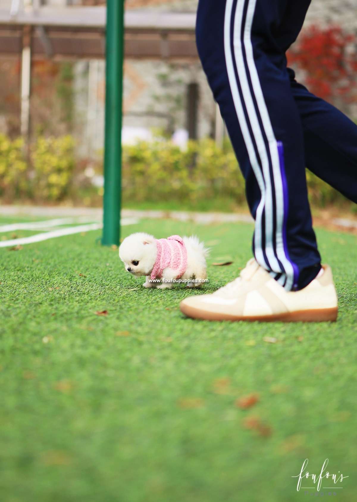 Noelle - Pomeranian F.