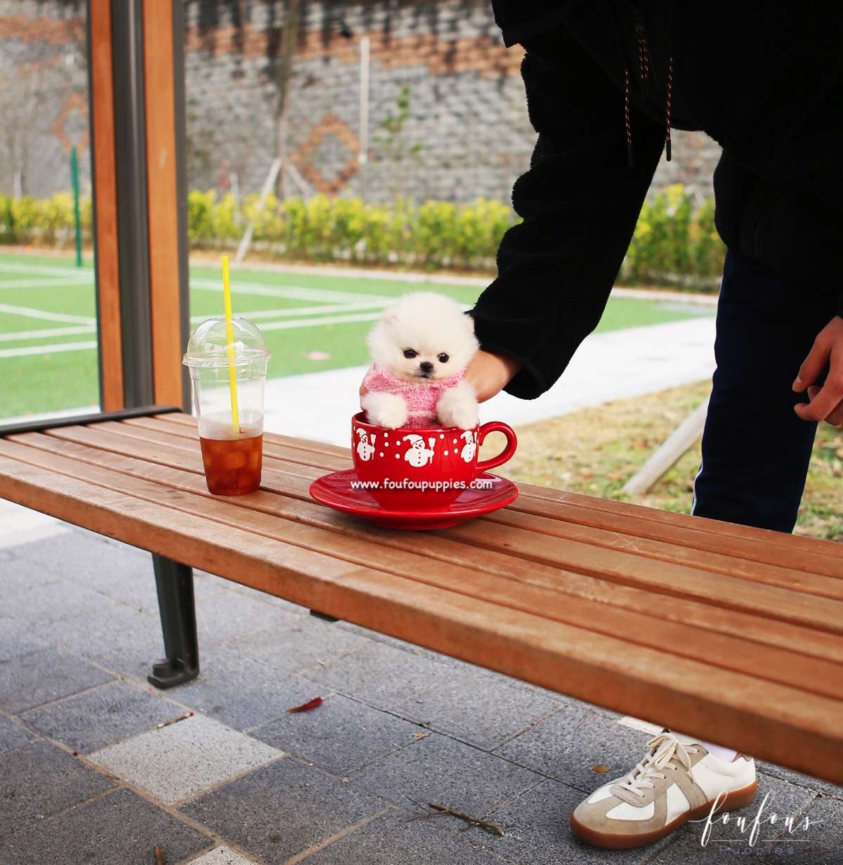 Noelle - Pomeranian F.