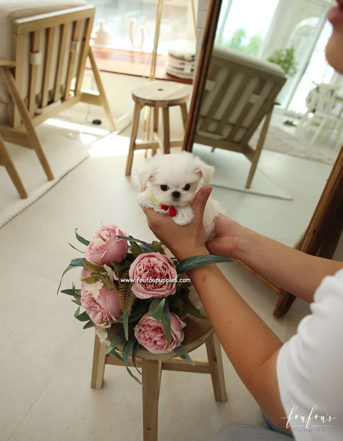 Nori - Maltese M.