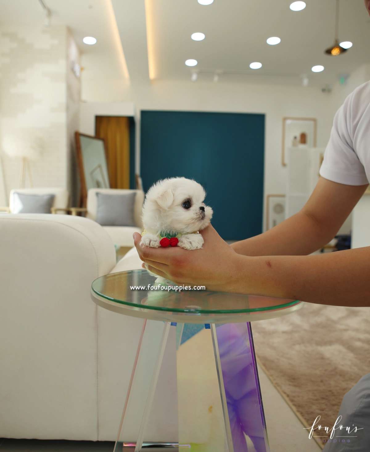 Nori - Maltese M.