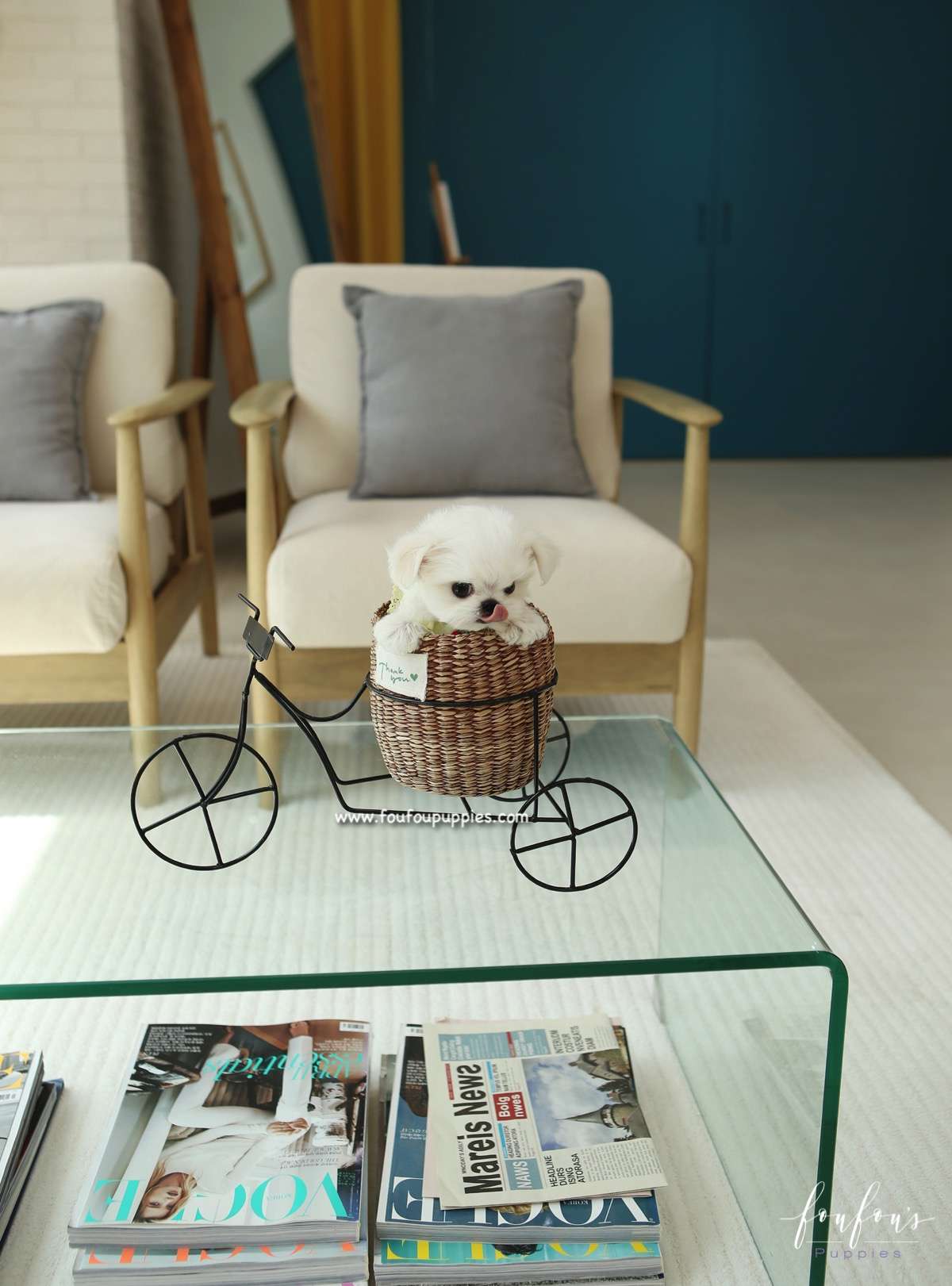 Nori - Maltese M.