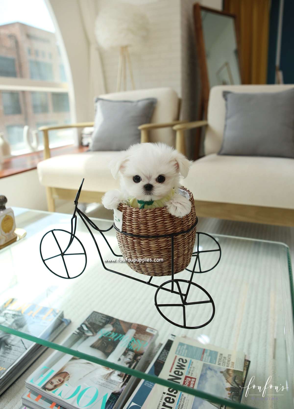 Nori - Maltese M.