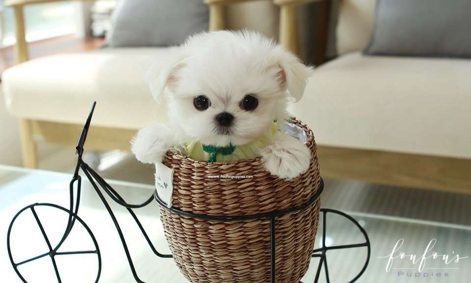 Nori - Maltese M.