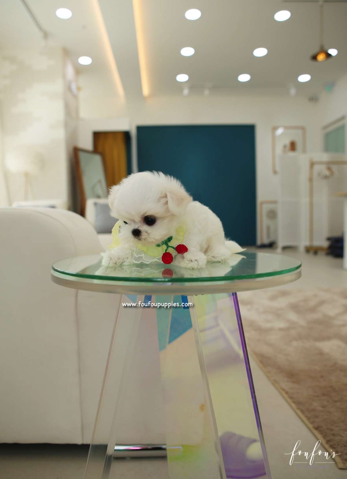 Nori - Maltese M.