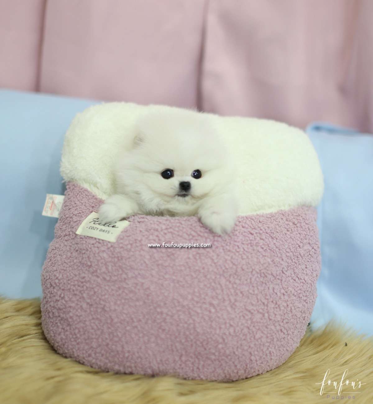 Aoki - Pomeranain M.