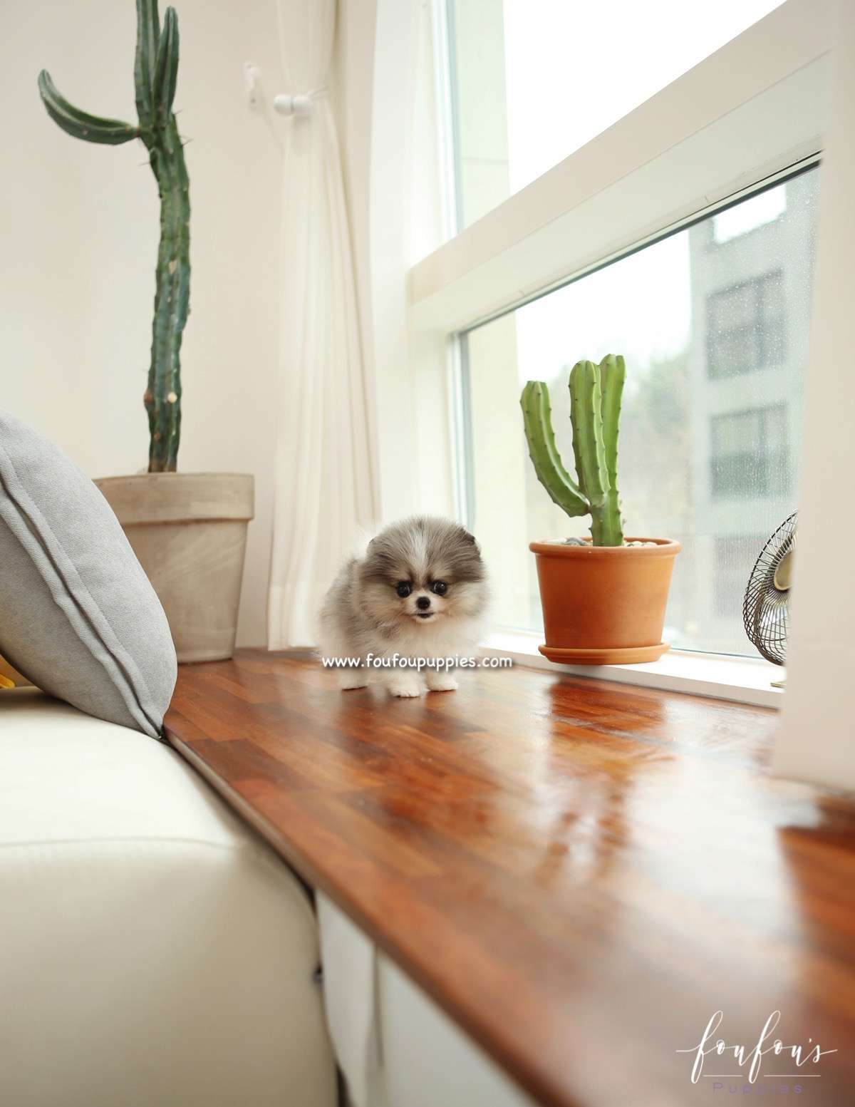 Alvin - Pomeranian M.