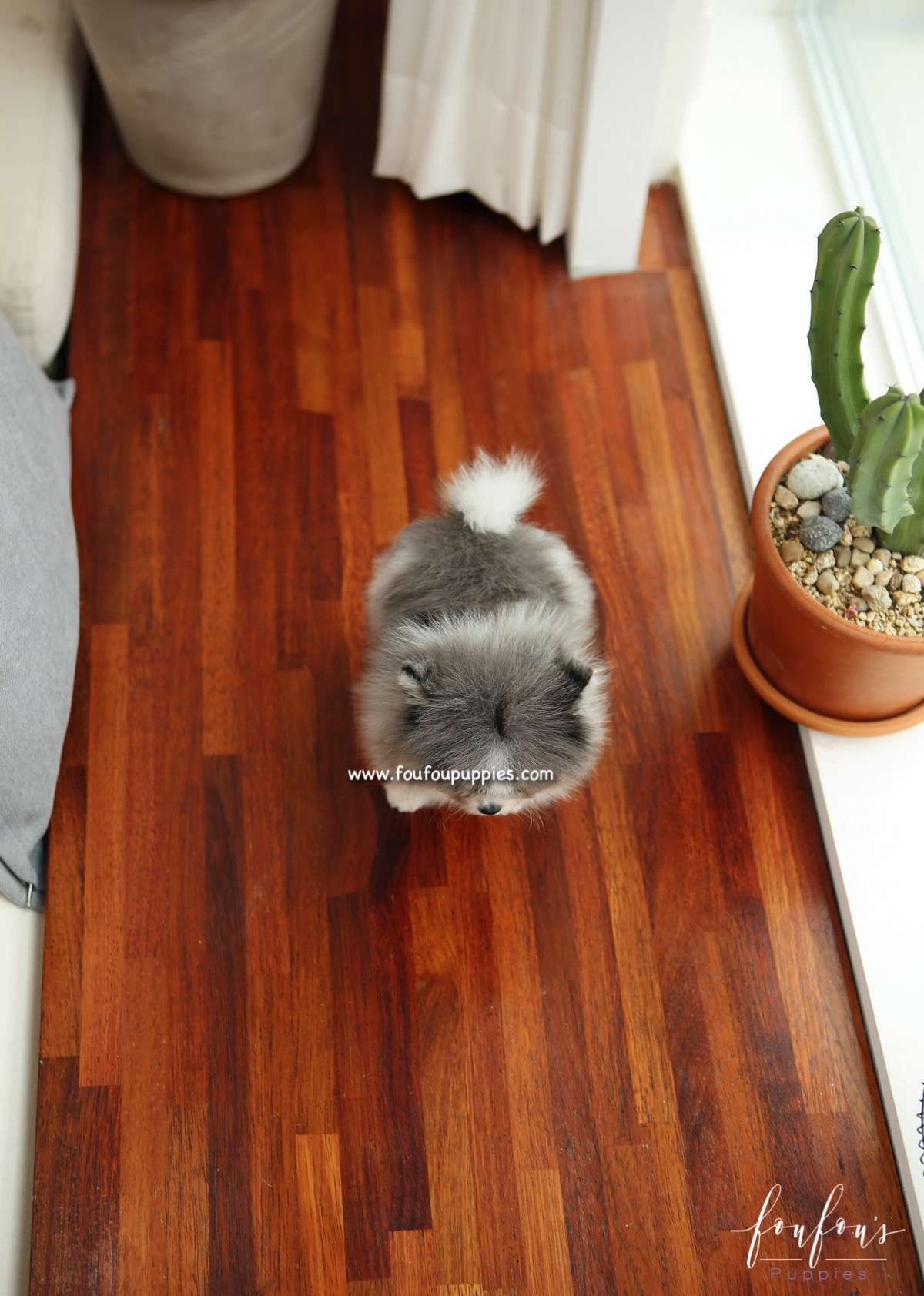 Alvin - Pomeranian M.