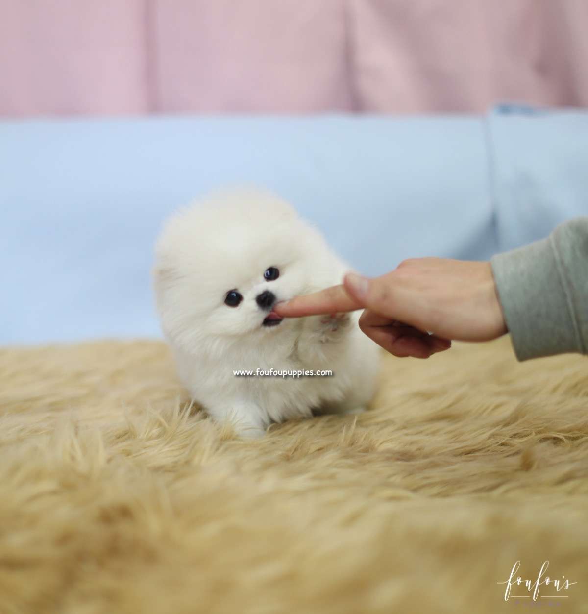 Aoki - Pomeranain M.