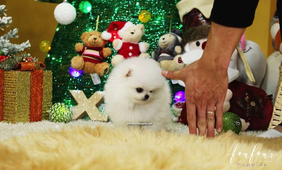 Casanova - Pomeranian M.
