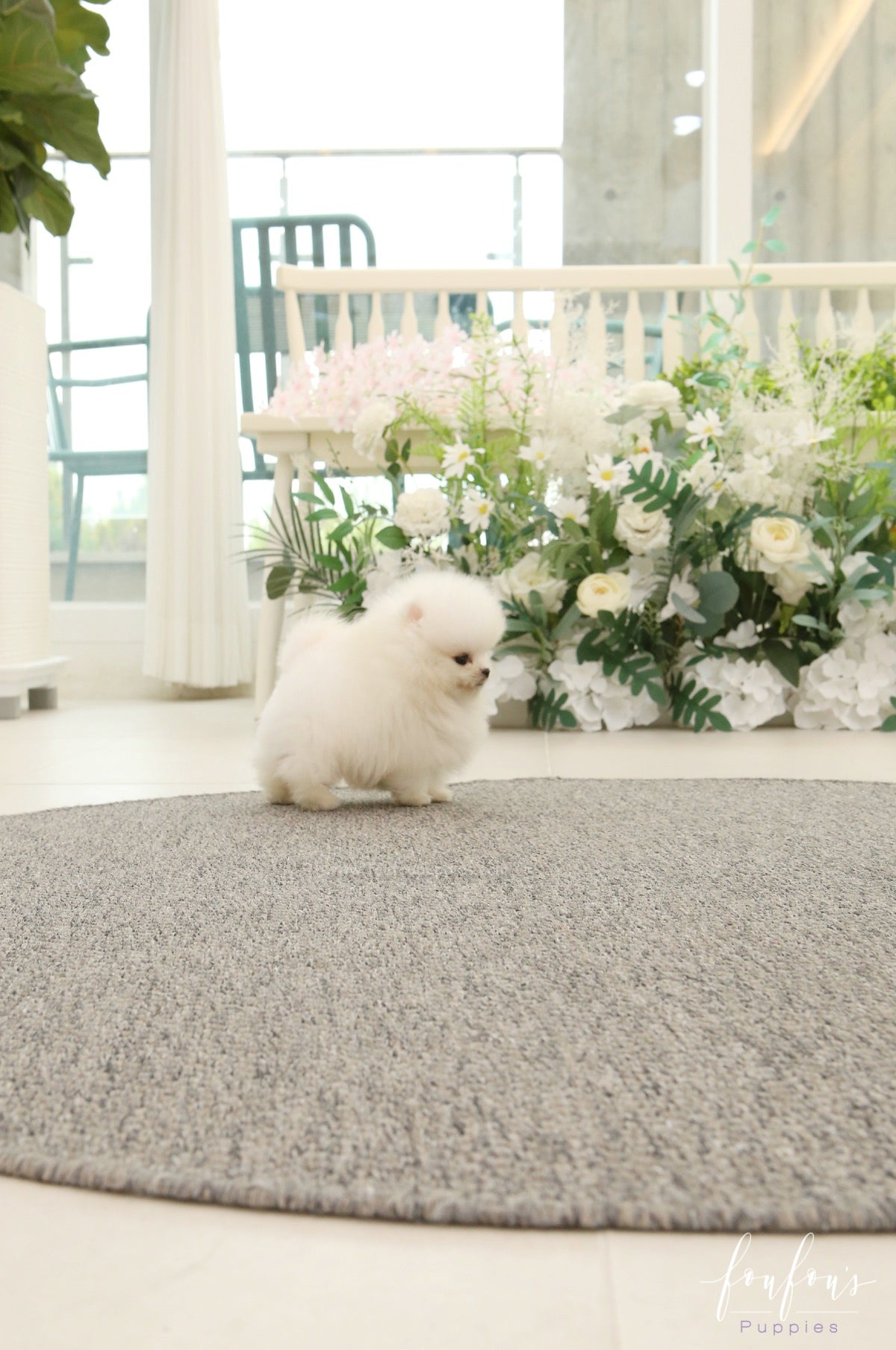 Nova - Pomeranian M.