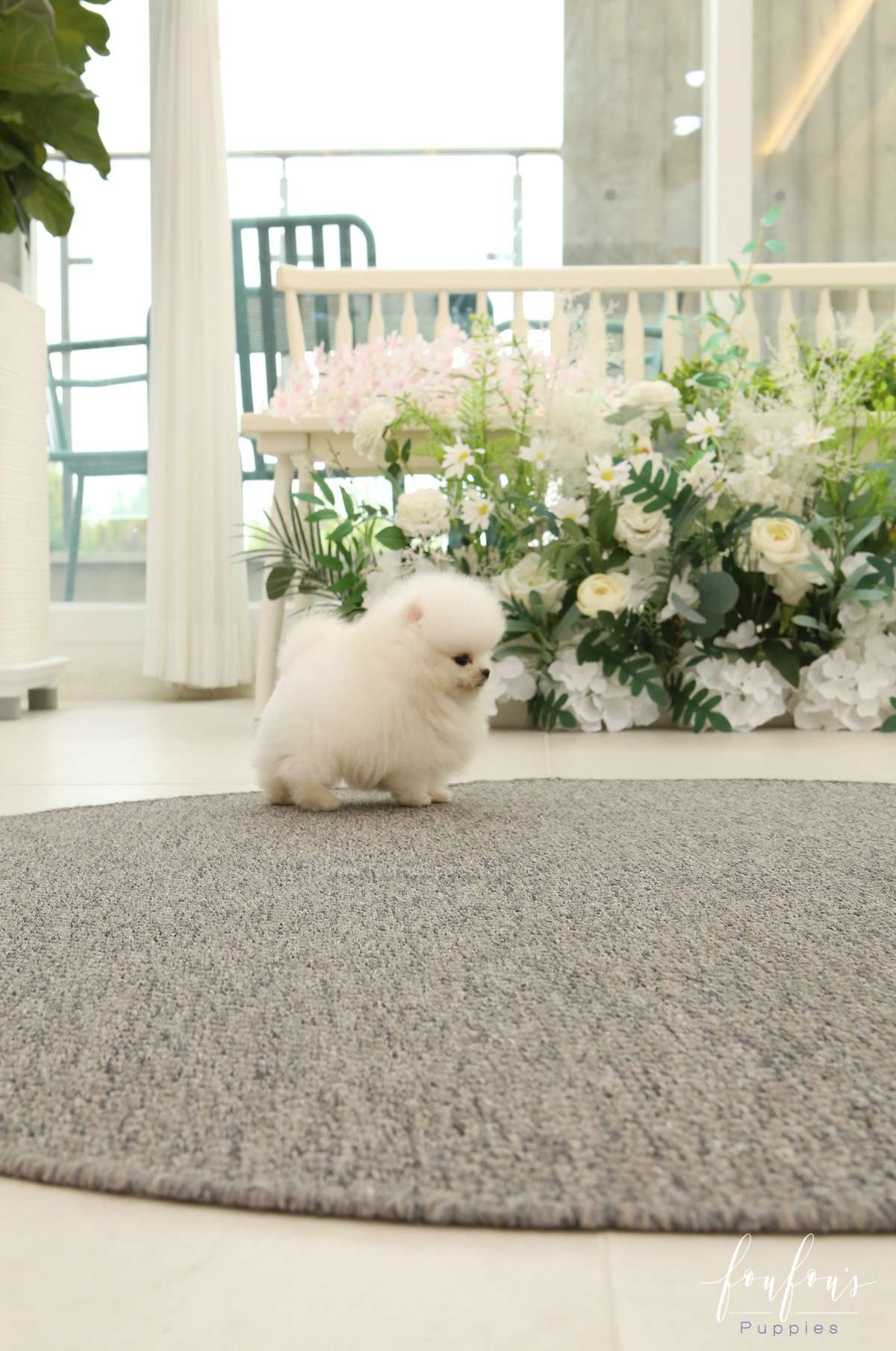 Nova - Pomeranian M.
