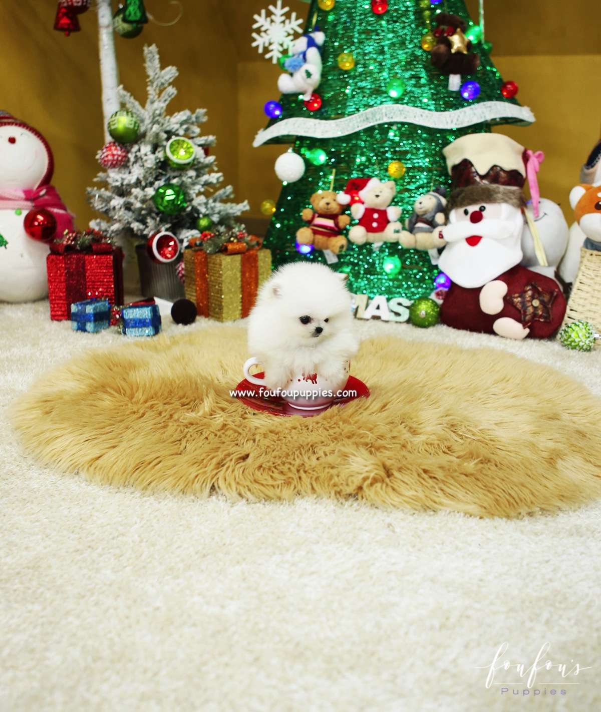 Casanova - Pomeranian M.