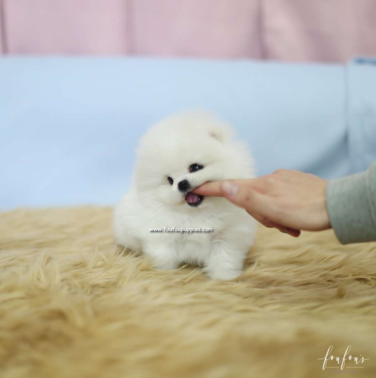 Aoki - Pomeranain M.