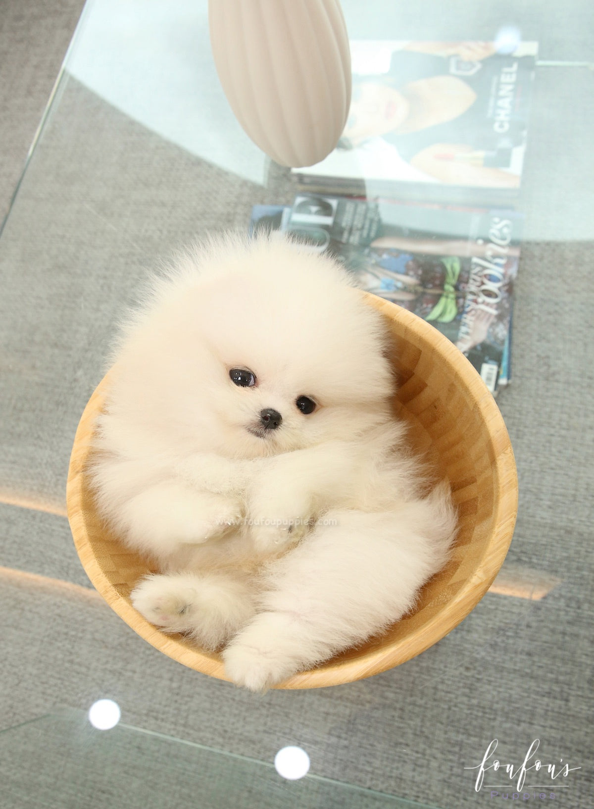 Nova - Pomeranian M.