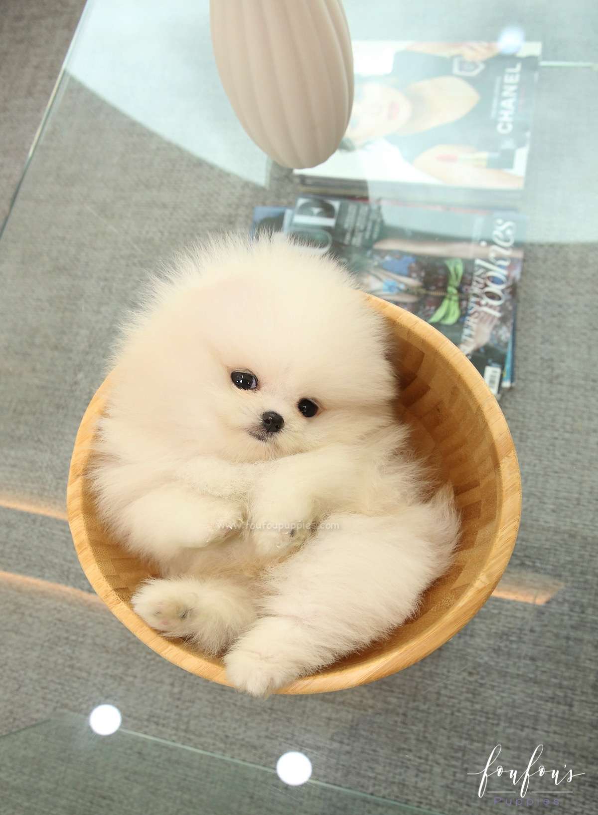 Nova - Pomeranian M.