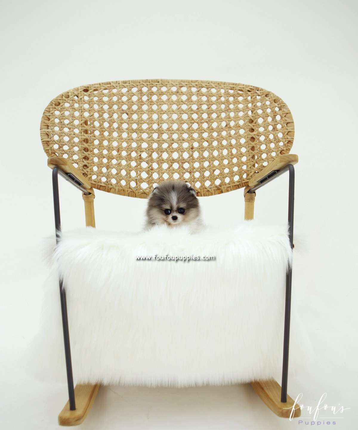 Alvin - Pomeranian M.